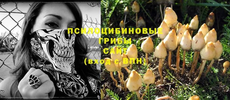 Галлюциногенные грибы Magic Shrooms  цена   Волжск 